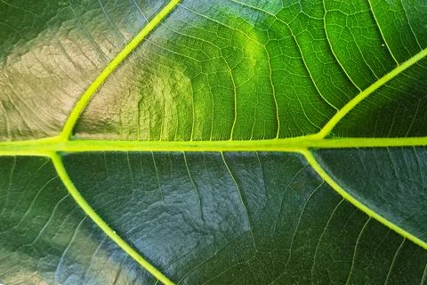 Breadfruit leaf texture Fotos Stock