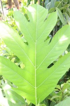 Breadfruit leaf on tree in nursery Stock Photos