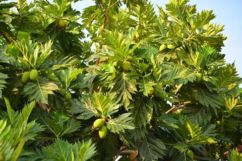 Breadfruit leave with sunlight in the garden Stock Photos