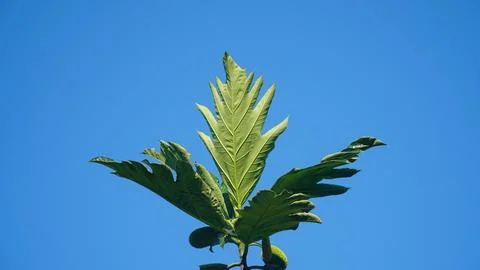 Breadfruit leaves with blue sky background Stock Photos