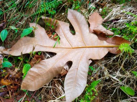 Breadfruit leaves fall and are dry; Artocarpus communis forst Stock Photos
