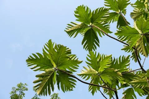Breadfruit Leaves Framing Tropical Sky Copy Space Stock Photos
