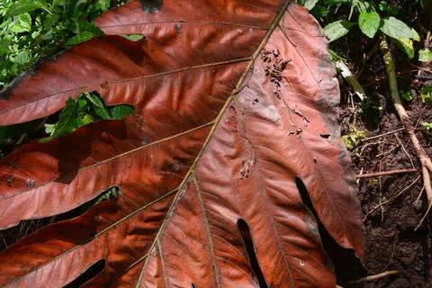 Breadfruit leaves that have dried fall to the ground. Stock Photos