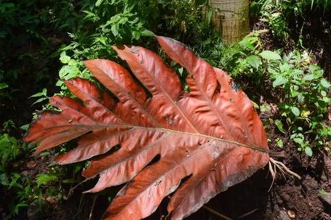 Breadfruit leaves that have dried fall to the ground. Stock Photos