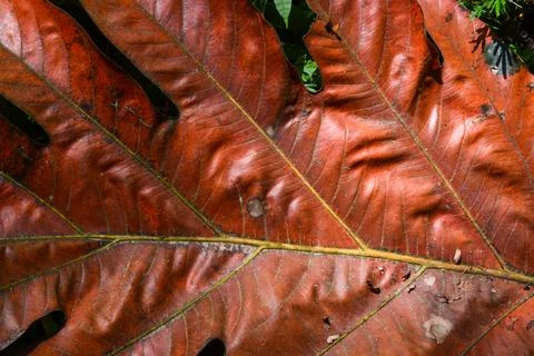 Breadfruit leaves that have dried fall to the ground. Stock Photos
