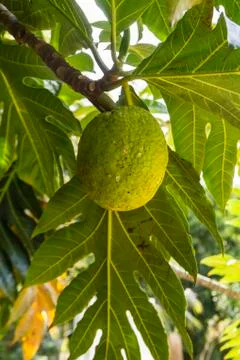 Breadfruit Stock Photos