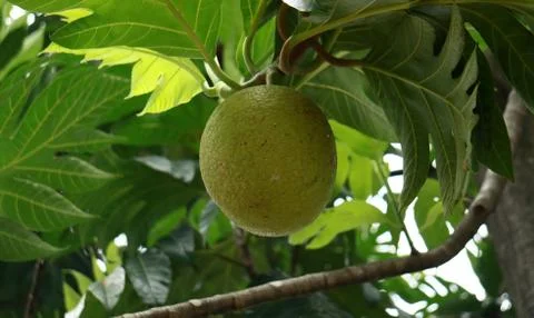 Breadfruit Stock Photos
