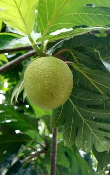 Breadfruit Stock Photos