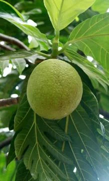 Breadfruit Stock Photos