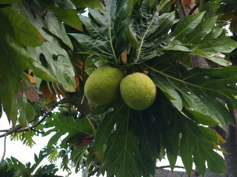 Breadfruit Stock Photos