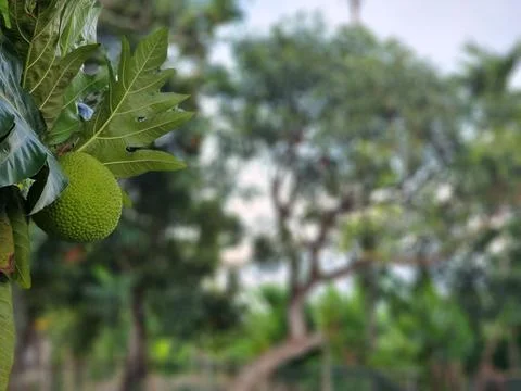 Breadfruit Stock Photos