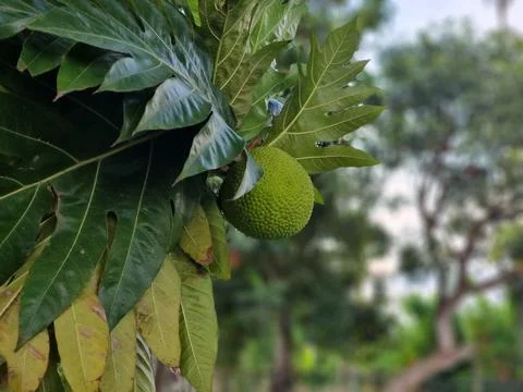 Breadfruit Stock Photos