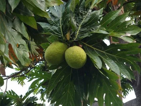 Breadfruit Stock Photos