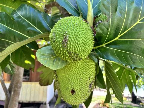 Breadfruit Stock Photos