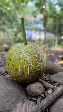 Breadfruit Foto stock