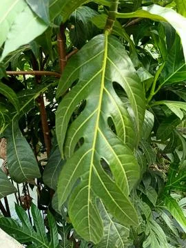 Breadfruit Plant Stock Photos