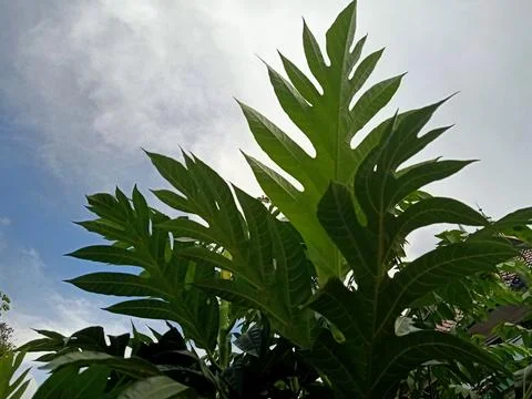 Breadfruit Plant Stock Photos