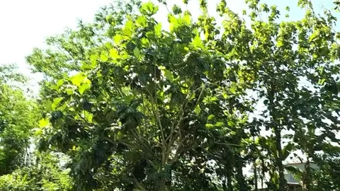 Breadfruit Plant Video, full color. Stock Footage 242606335