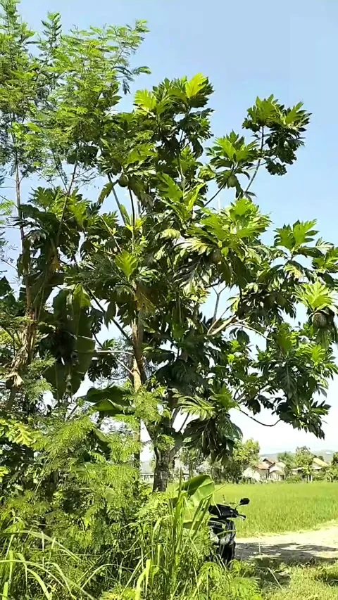 Breadfruit Plant Video, full color. Stock Footage 242607734