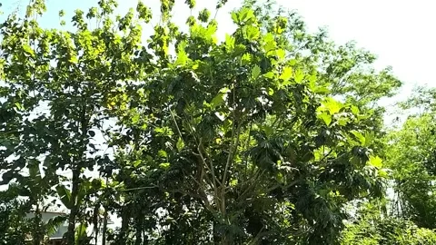 Breadfruit Plant Video, full color. Stock Footage 242608363
