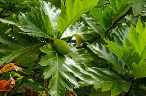 Breadfruit ripening on tree Foto stock