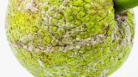 Breadfruit Rotating on White Background Isolated Stock Footage 325346036