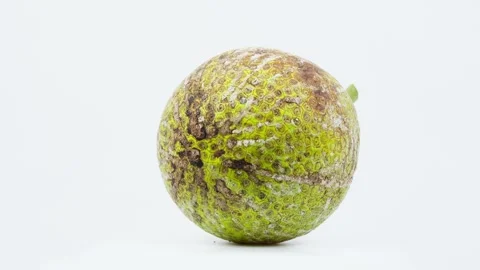 Breadfruit Rotating on White Background Isolated Stock Footage 325346212