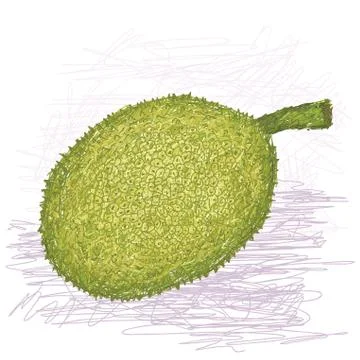 Breadfruit rough-skinned variety whole Stock Illustration