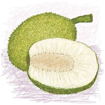 Breadfruit rough-skinned variety whole and half sliced Stock Illustration