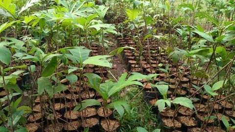 Breadfruit seedlings grow very well in the garden Stock Footage 317443824