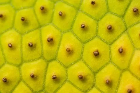 Breadfruit skin close up Stock Photos