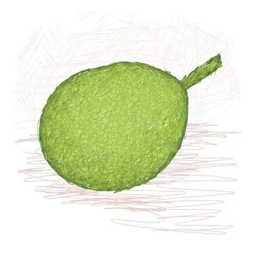 Breadfruit smooth-skinned variety Stock Illustration