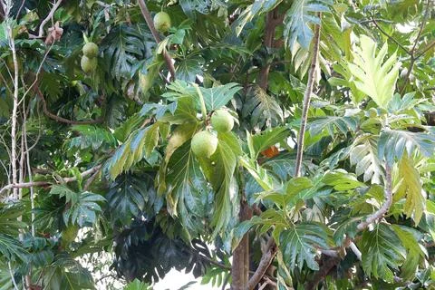 Breadfruit tree Artocarpus altilis, bread tree with fruits on it Stock Photos