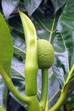 Breadfruit Tree, Caribbean Stock Photos