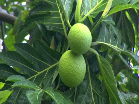 Breadfruit Tree Stock-Footage 22243696