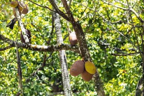 Breadfruit tree on the island of Mauritius Stock Photos