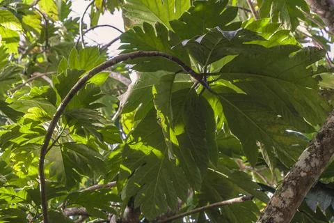 Breadfruit tree leaves creating shadows in montana redonda, dominican republi Stock Photos