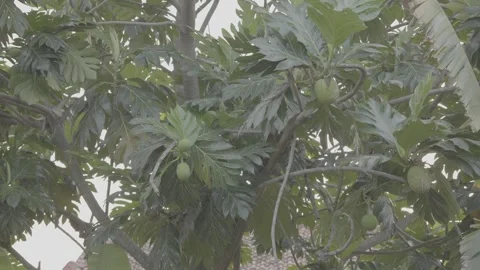 Breadfruit Tree with Many Hanging Fruits  S-Log3 Stock Footage 313572856