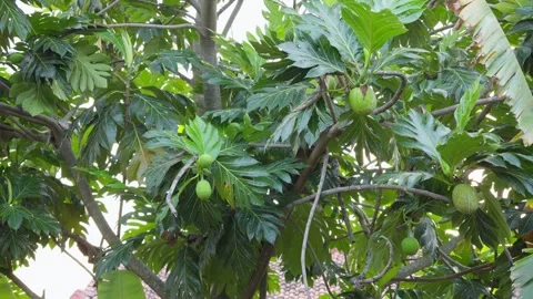 Breadfruit Tree with Many Hanging Fruits Stock Footage 313572894