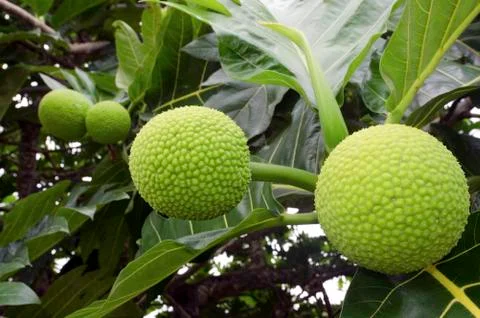 Breadfruit tree Stock Photos