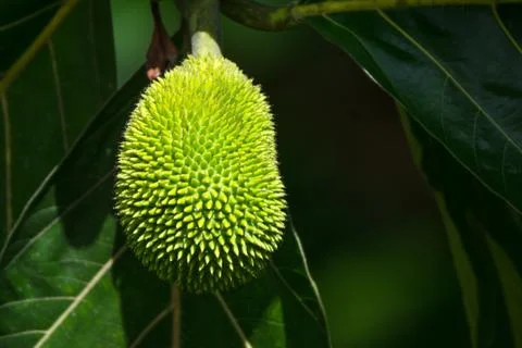 Breadfruit on a tree Foto stock