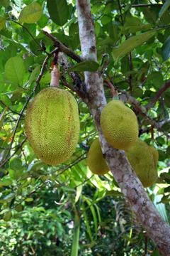 Breadfruit tree Fotos de archivo