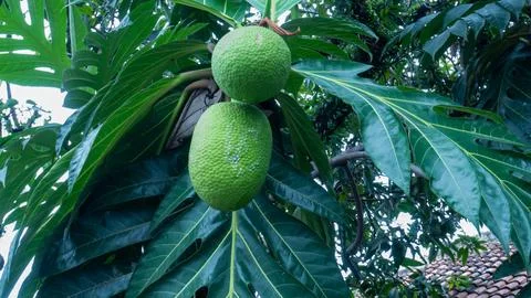 THE BREADFRUIT TREE Stock Photos