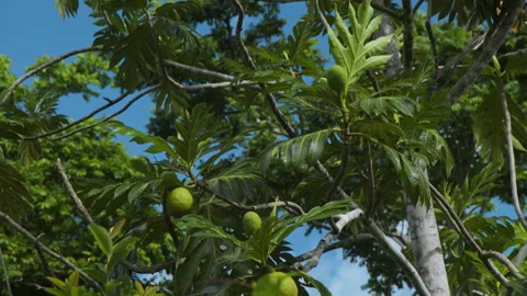 Breadfruit Tree with Ripe Fruits in Tropical Forest Stock Footage 310841355