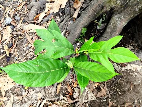 Breadfruit tree sapling growing near parent tree roots Stock Photos