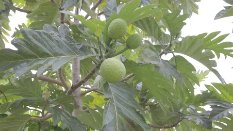 Breadfruit tree swaying in the wind Stock Footage 94168107