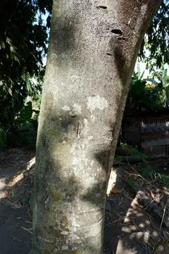 Breadfruit tree trunk exposed to the sun in the garden Stock Photos