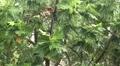 Breadfruit tree under pouring rain. Tropical downpour HD Footage