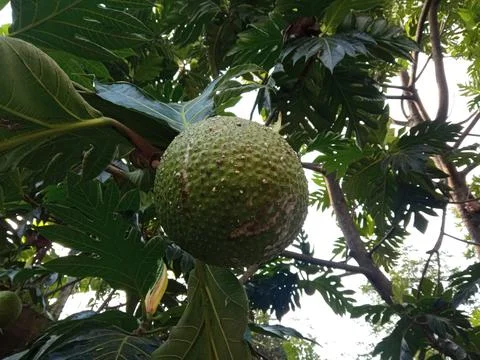 Breadfruit is a typical fruit in Bandung, Indonesia Stock Photos