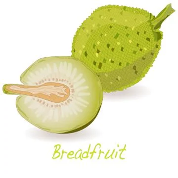 Breadfruit  vector isolated Stock Illustration